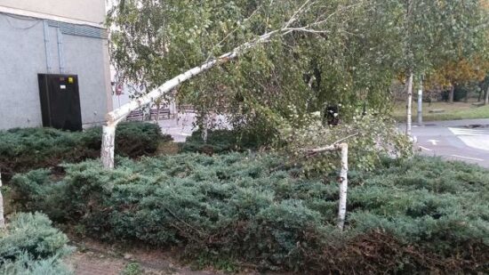 Corta sin permiso dos abedules en Durango por considerar que eran demasiado altos