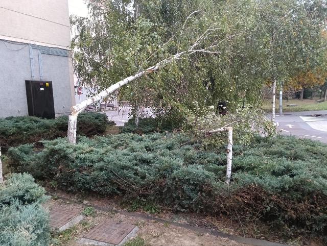 Corta sin permiso dos abedules en Durango por considerar que eran demasiado altos