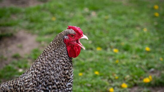 Arantxa Atutxa, Diputada Foral de Bizkaia, informa que le parece ‘excesiva y prematura’ la medida del confinamiento de aves