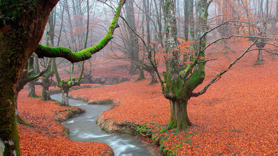 El bosque encantado de Bizkaia: donde las hayas crecen al revés y el tiempo parece detenerse
