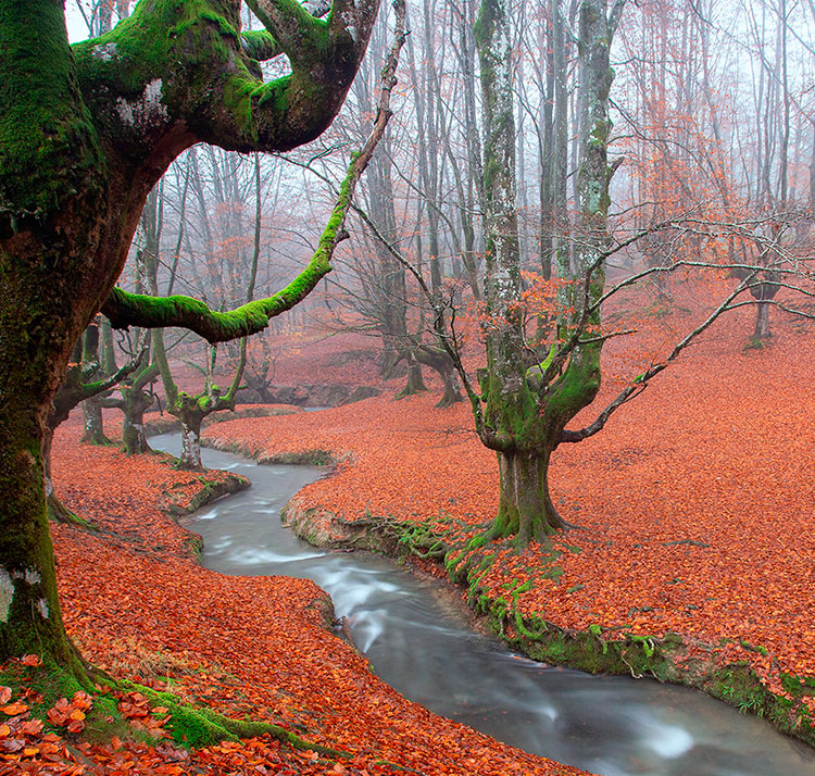 El bosque encantado de Bizkaia: donde las hayas crecen al revés y el tiempo parece detenerse