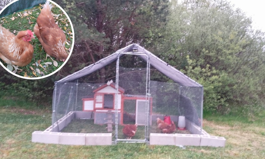 Isabel crea un corral doméstico para proteger a sus gallinas de la gripe aviar