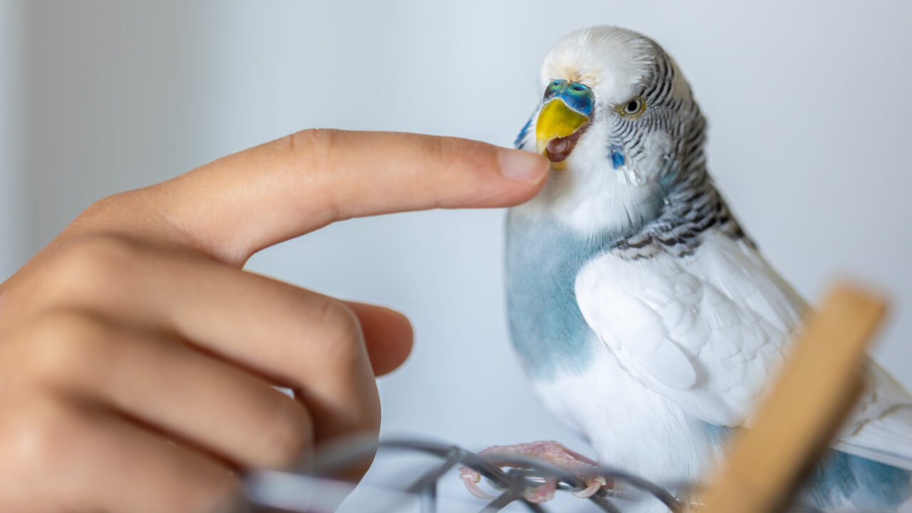 Gripe aviar: ¿cómo afecta en los pájaros que tenemos en el balcón o pajarera?