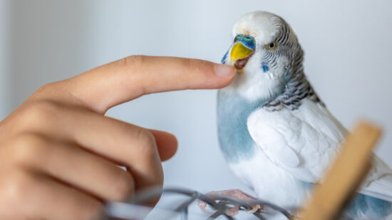 Gripe aviar: ¿cómo afecta en los pájaros que tenemos en el balcón o pajarera?