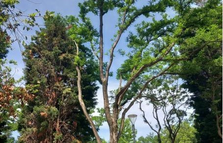 Bilbao actúa contra especies invasoras: las falsas acacias invaden Artxanda