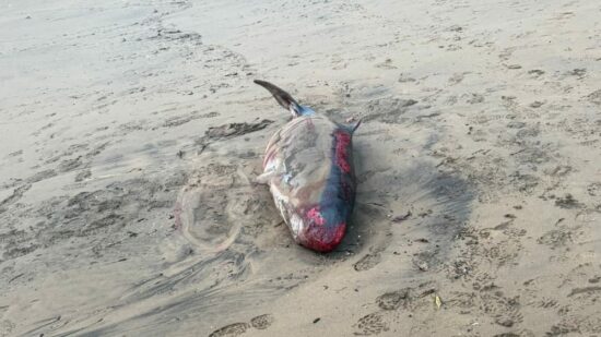Un cachalote varado y con heridas aparece en Sopela