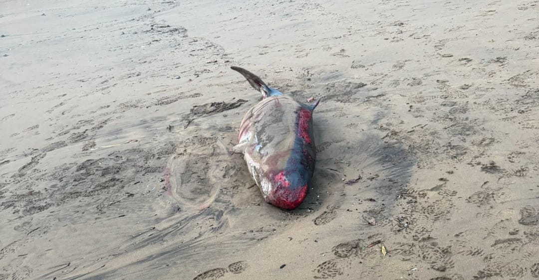 Un cachalote varado y con heridas aparece en Sopela