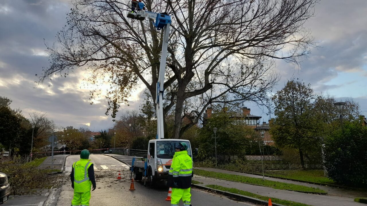 El Ayuntamiento de Getxo repondrá 869 árboles de diferentes especies