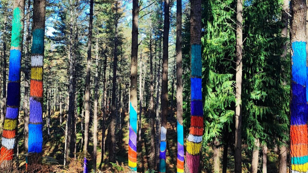 El Bosque de Oma brilla en Navidad: naturaleza, arte y magia a 35 minutos de Bilbao