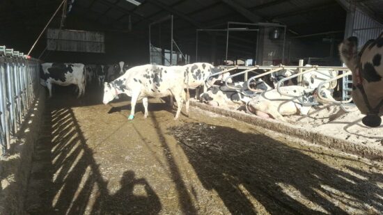 Iker Elechiguerra cuestiona el sacrificio total por la dermatosis nodular: “No es necesario científicamente”