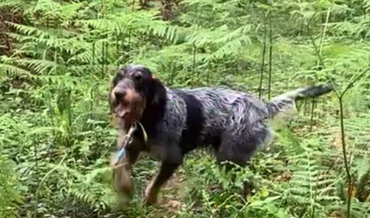 Buscan a Pistolas: piden ayuda para encontrar a un perro perdido en Arcentales