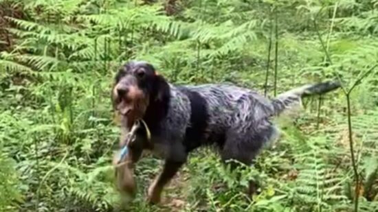 Buscan a Pistolas: piden ayuda para encontrar a un perro perdido en Arcentales