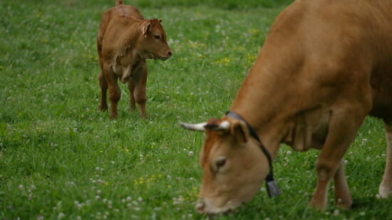 Euskadi exige vacunar toda la cabaña bovina frente a la Dermatosis Nodular Contagiosa
