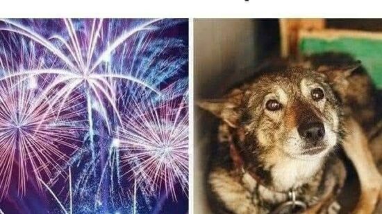 Vecinos de Basauri recogen firmas para endurecer la ley de pirotecnia y proteger a niños y mascotas