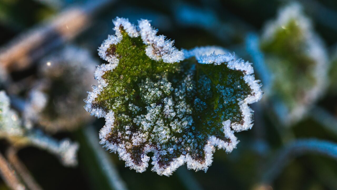 Euskadi activa un aviso amarillo por heladas desde este domingo y hasta el lunes al mediodía