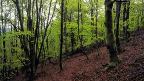Bizkaia invertirá más de 2 millones para restaurar sus bosques y prevenir incendios