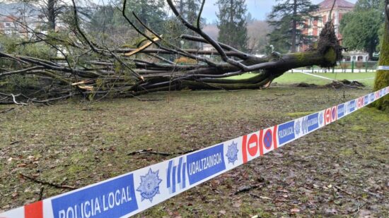 La borrasca Goretti derriba un gran árbol en el parque Arenatzarte de Güeñes