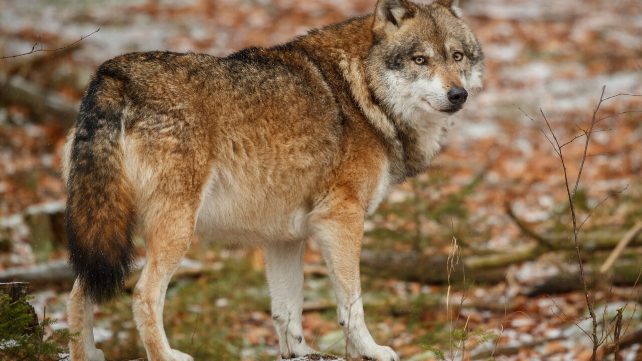 Los lobos llegan a zonas urbanas en las Merindades, pero piden calma: “No forma parte de su naturaleza atacar al ser humano”