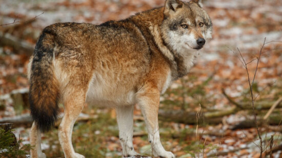 Los lobos llegan a zonas urbanas en las Merindades, pero piden calma: “No forma parte de su naturaleza atacar al ser humano”