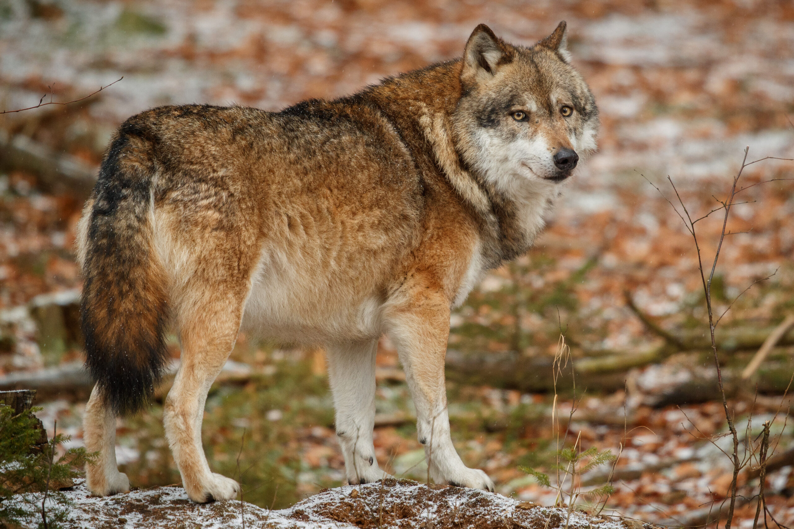 Piden calma por los lobos que se acercan a las Merindades: “No forma parte de su naturaleza atacar al ser humano”