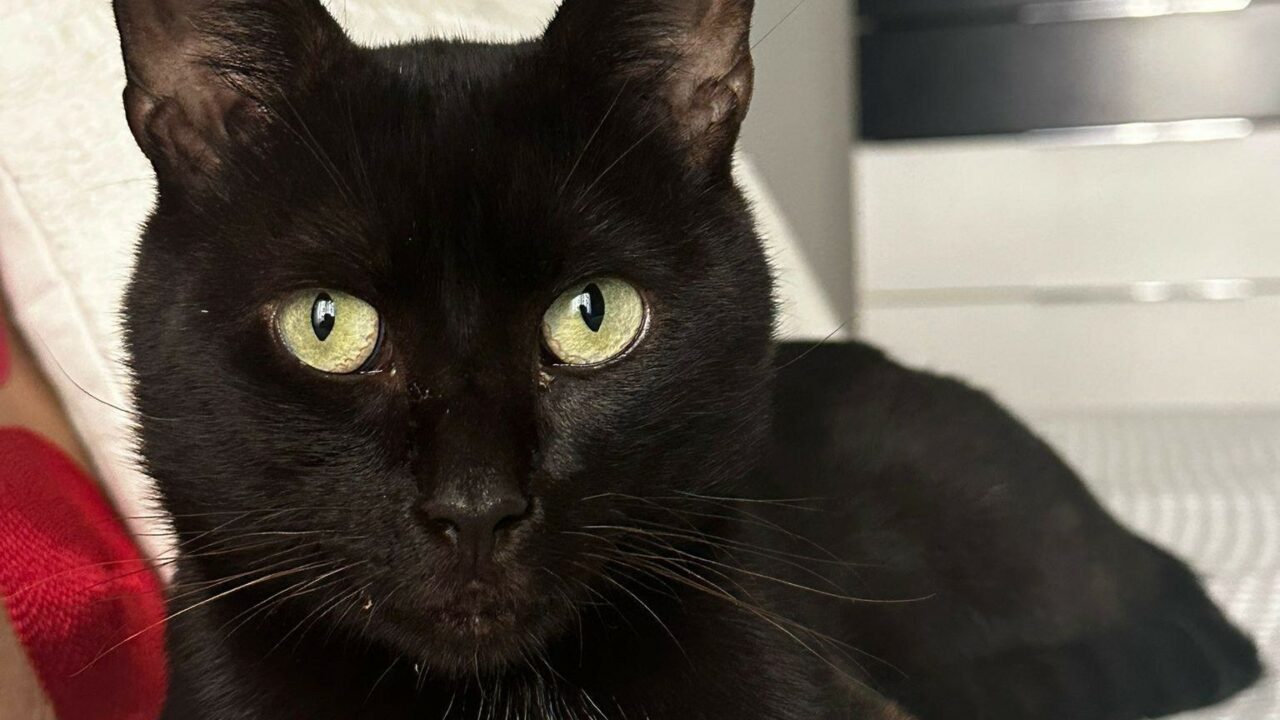 Fito, el gato de Zalla que luchó por respirar y busca una segunda oportunidad