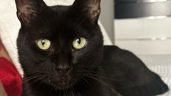 Fito, el gato de Zalla que luchó por respirar y busca una segunda oportunidad