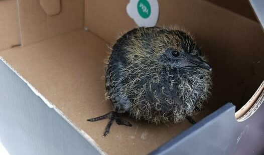 “La he llevado al veterinario y me la he traído a casa”: el rescate de una cría de paloma en Basauri que conmueve a los vecinos