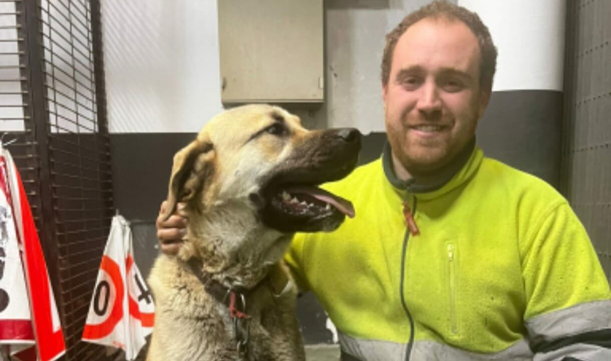 Recuperan en Galdakao a Golfo, el mastín robado en Burgos