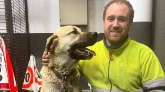 Recuperan en Galdakao a Golfo, el mastín robado en Burgos