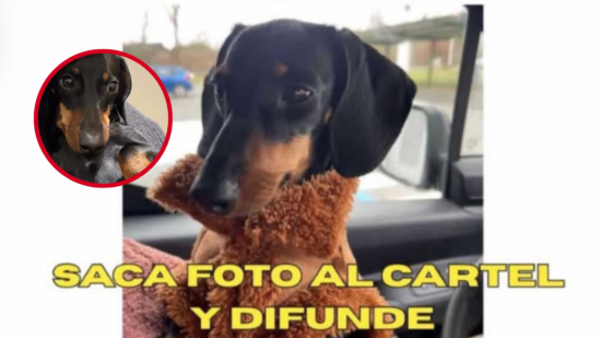 Piden colaboración ciudadana para encontrar a Thate: un teckel perdido en Sanfuentes