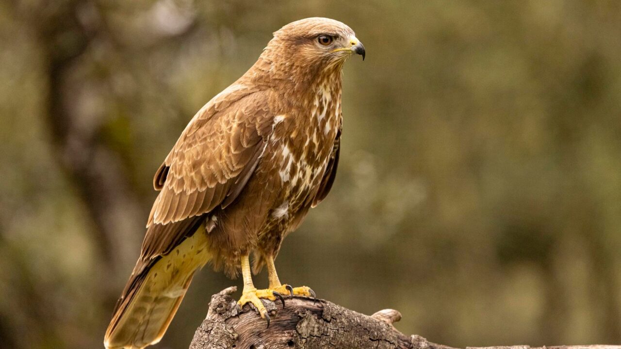 El busardo ratonero, el águila más fácil de ver a una hora de Bilbao: joya natural en Las Merindades