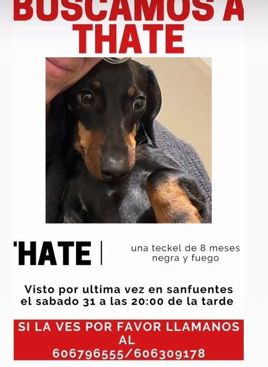 Buscan con urgencia a Thate, una teckel de 8 meses desaparecida el 31 de enero en Sanfuentes