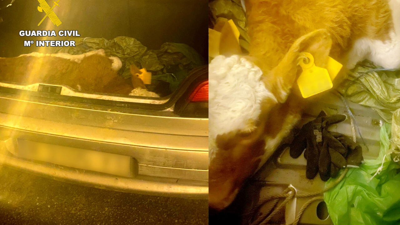 Investigados por robar un ternero en Carranza y transportarlo en el maletero hasta Guriezo