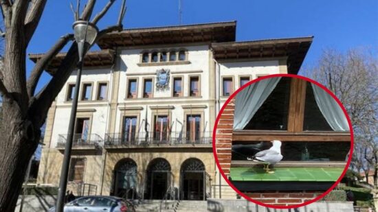 Sestao planta cara a las gaviotas: arranca la campaña para controlar nidos en edificios