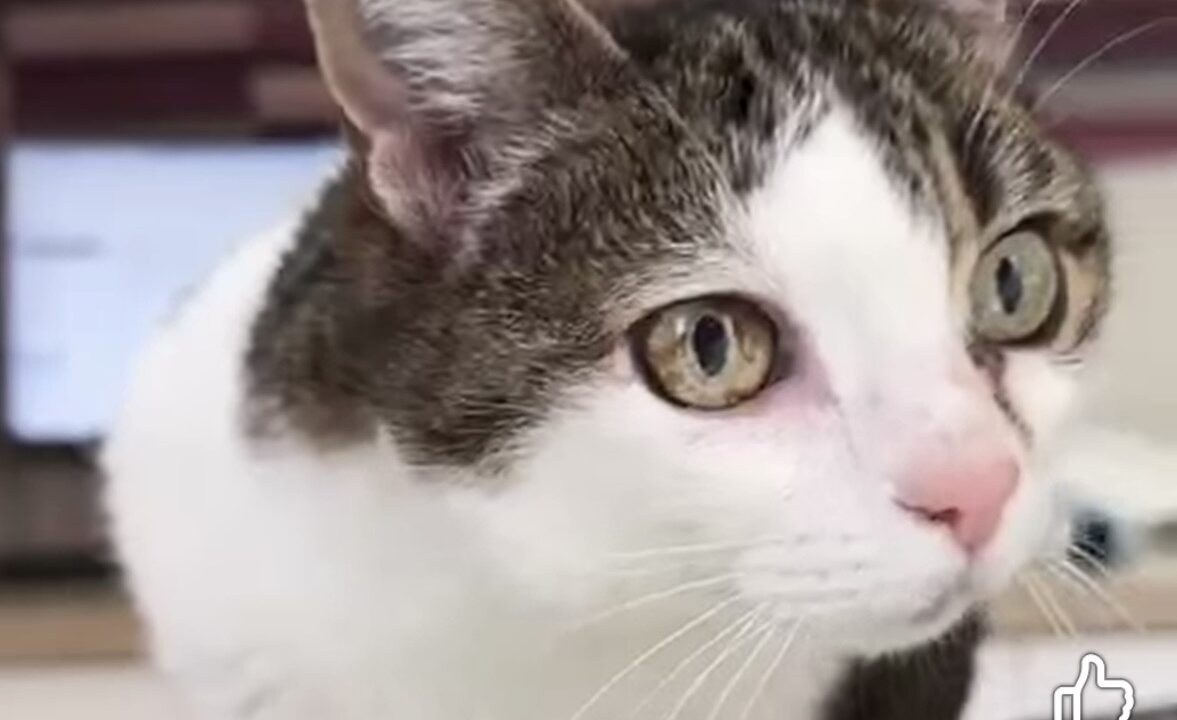 Bolita, la gata de 16 años que se ha quedado sola en Bizkaia y necesita adopción urgente