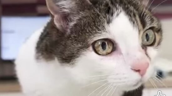 Bolita, la gata de 16 años que se ha quedado sola en Bizkaia y necesita adopción urgente