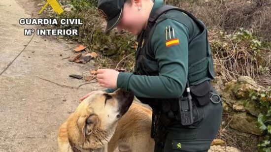 Detenido en Las Merindades el presunto ladrón de Golfo