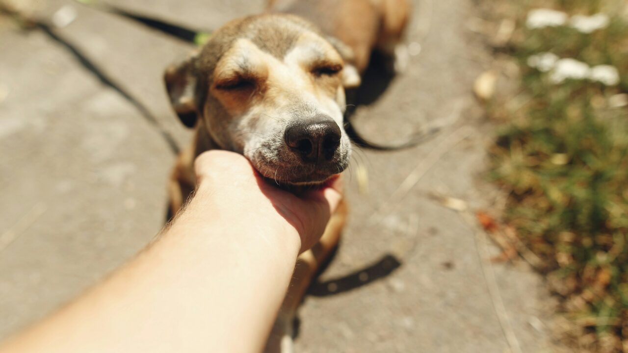 El Tanatorio de Olabeaga abre sus puertas al duelo con mascotas: un acompañamiento más humano e integral