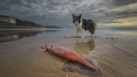 El calamar gigante hallado en la playa de El Sardinero por Antonio y su perrita Luna
