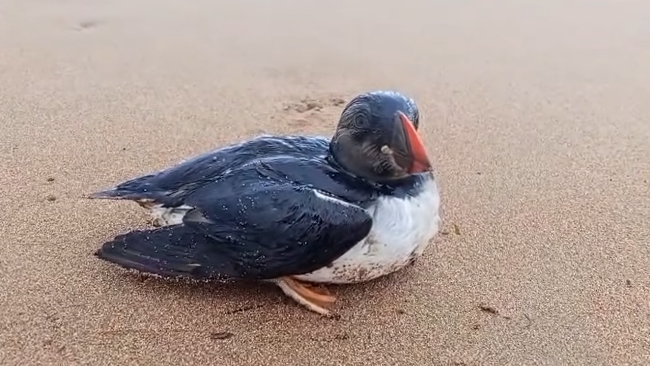 Imagen atípica tras el temporal: unos 500 frailecillos aparecen arrastrados por la borrasca Oriana en Euskadi