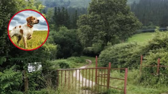 Así afecta el virus mortal que ha matado ya a cuatro perros de caza en Cantabria
