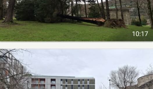 Vecinos alertan del riesgo de caída de los árboles en el parque de Sarriko