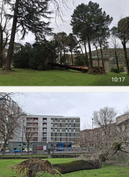 Vecinos alertan del riesgo de caída de los árboles en el parque de Sarriko