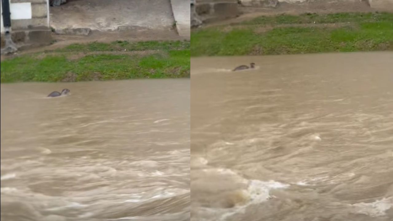 Localizan varias nutrias en el Valle de Mena