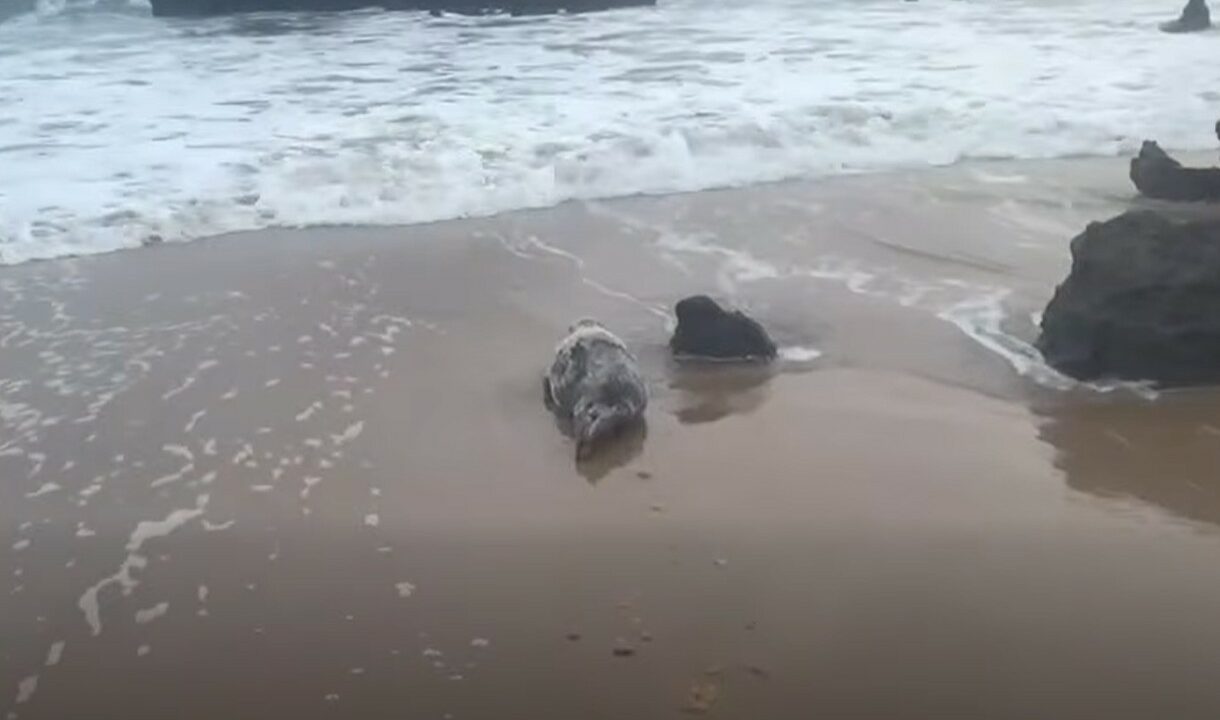 Visita inesperada en Noja: aparece una foca en la playa