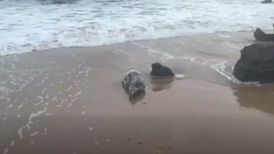 Visita inesperada en Noja: aparece una foca en la playa