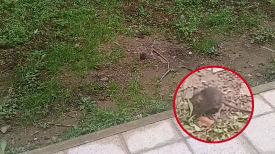 Crece la alarma en Santurtzi por la aparición de ratas en zonas residenciales