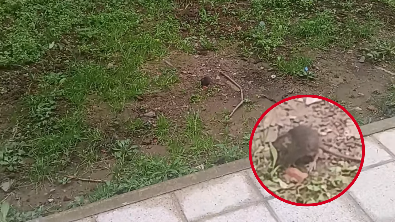 Crece la alarma en Santurtzi por la aparición de ratas en zonas residenciales