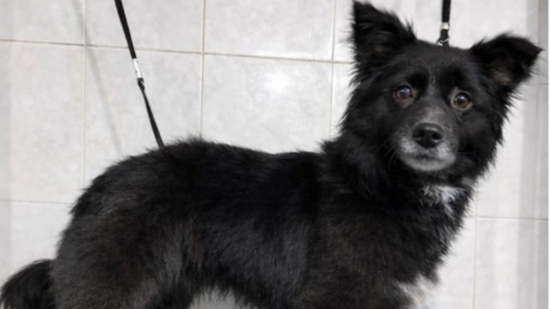 Buscan con urgencia a Moka, una perra de 2-3 años desaparecida el 15 de febrero en Altamira