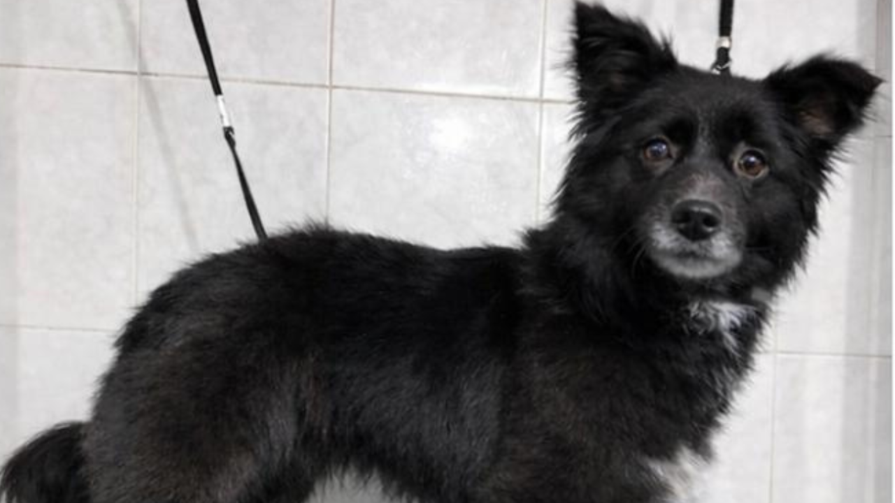 Buscan con urgencia a Moka, una perra de 2-3 años desaparecida el 15 de febrero en Altamira